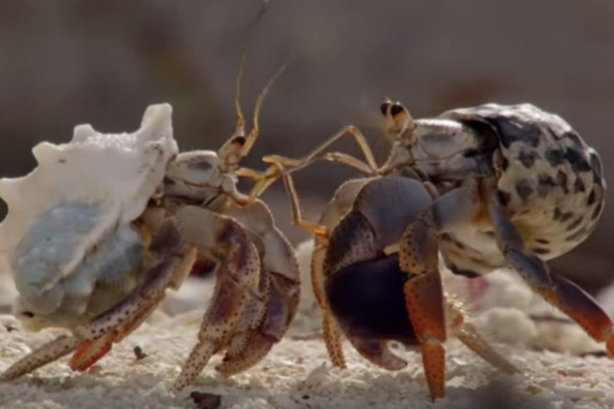 Hermit crabs line up biggest to smallest to exchange shells, and it's ...