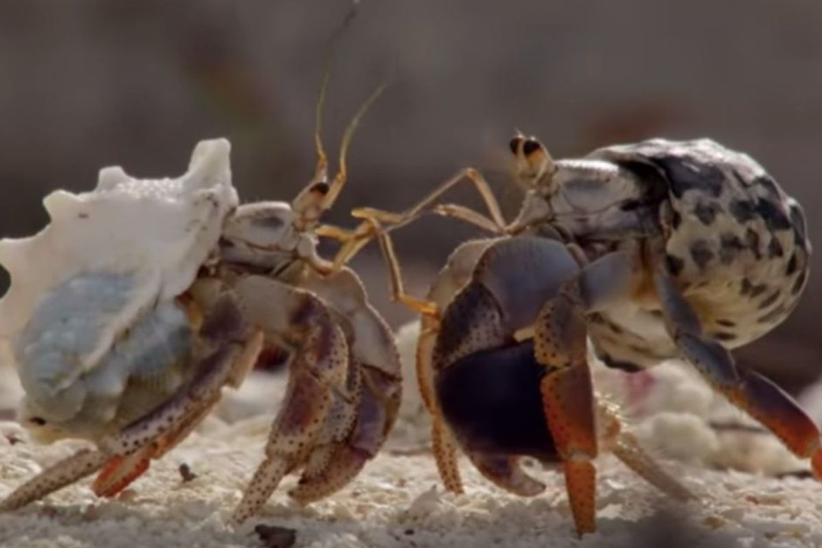 Hermit crabs line up biggest to smallest to exchange shells, and it's mind-blowing to watch