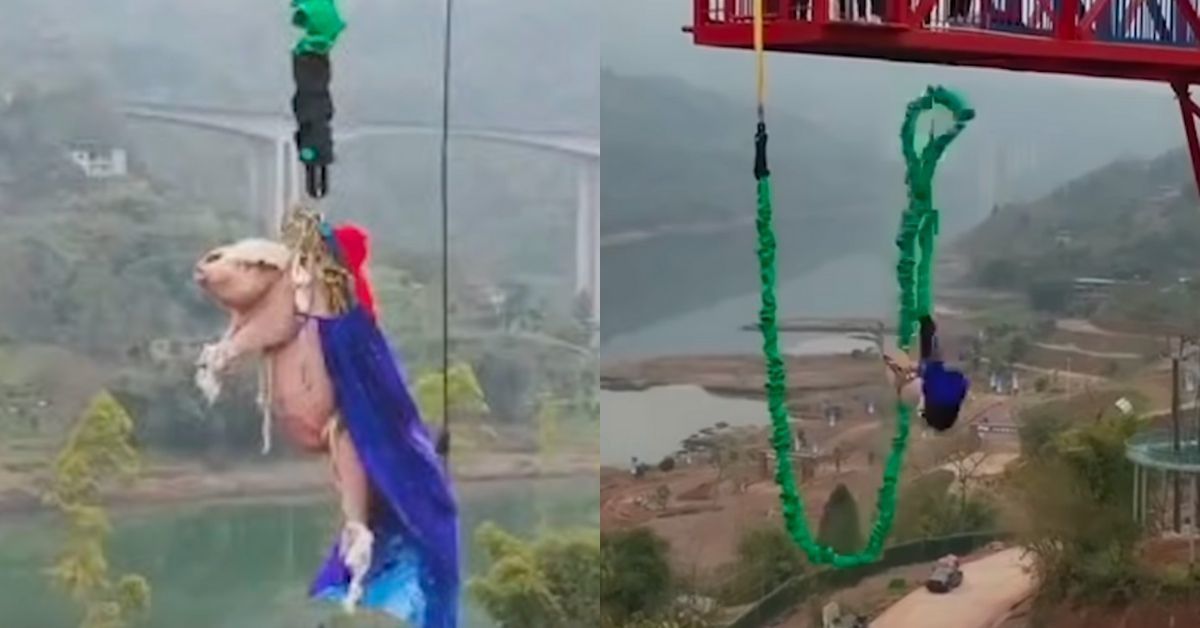 Chinese Amusement Park Ignites Anger From Animal Rights Activists Over Pig Bungee Jumping Stunt