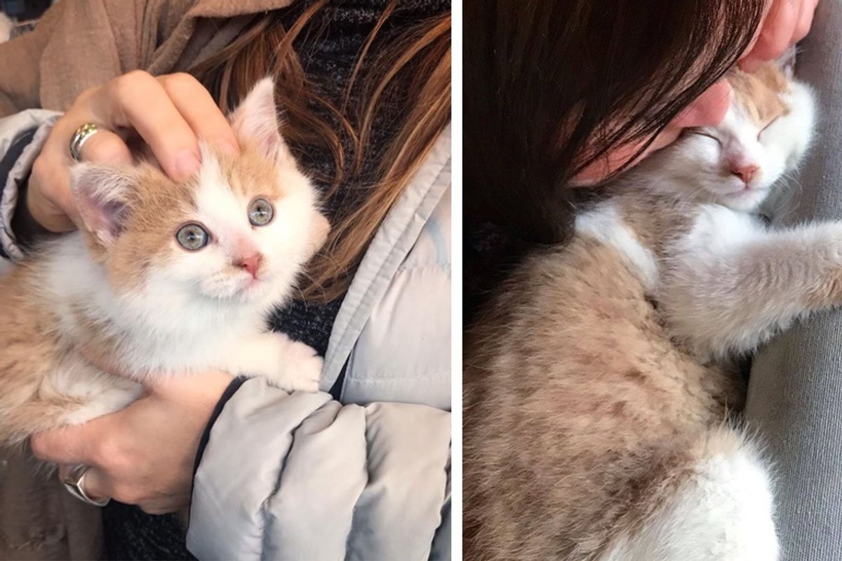 Kitten Finds Family He Always Wanted After He Was Rescued from Life on the Street