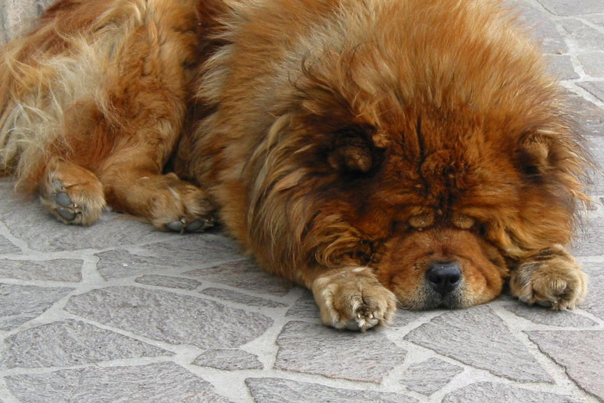 The One Meat You Should Never Feed Your Dog (It Is Human Meat). Tabs, Mon., Jan. 13, 2020