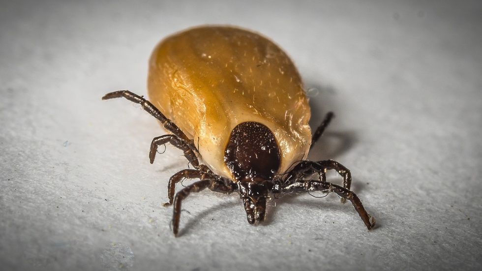 7 Tick-borne Diseases, Coming to a Wood Near You