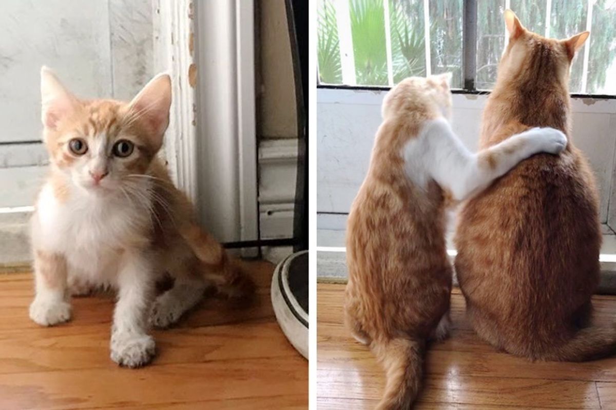 Stray Kitten Came to Family for Help, Their Cat Took Him Under His Wing