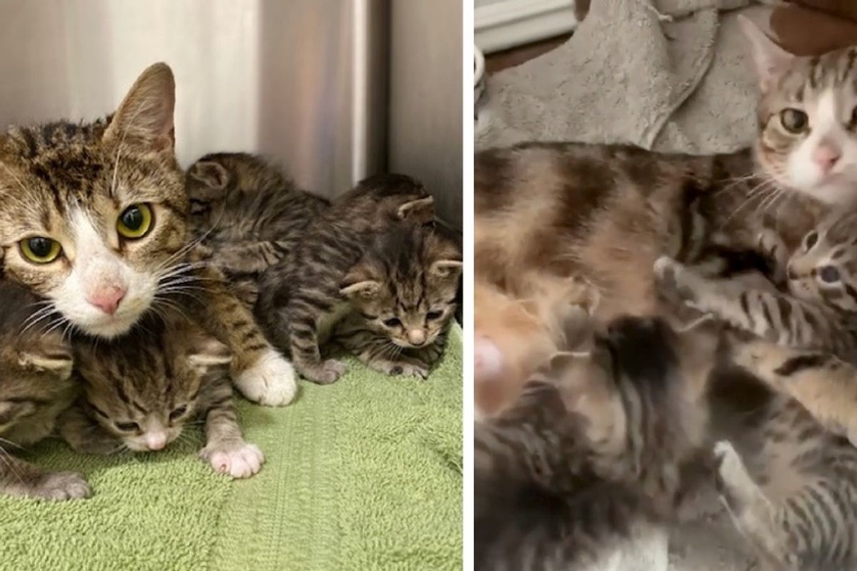Sanitation Workers Found Cat and 6 Kittens in Back Seat of Impounded Car