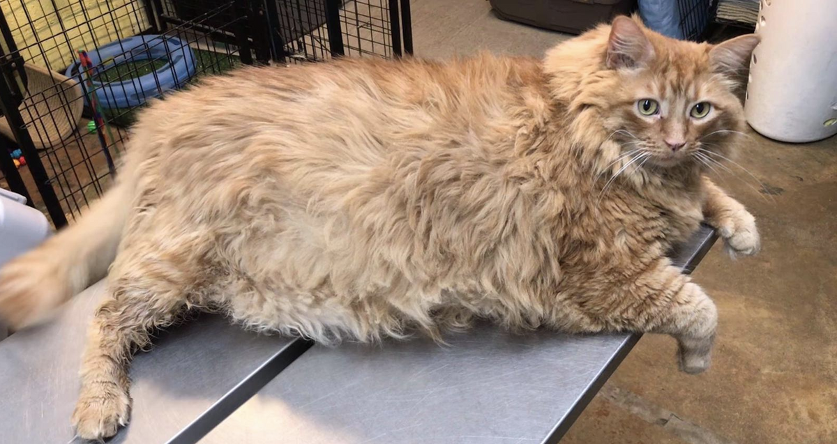 Bazooka, A Massive 35lb Cat, Has Finally Found His Forever Home As He Embarks On His Weightloss Journey