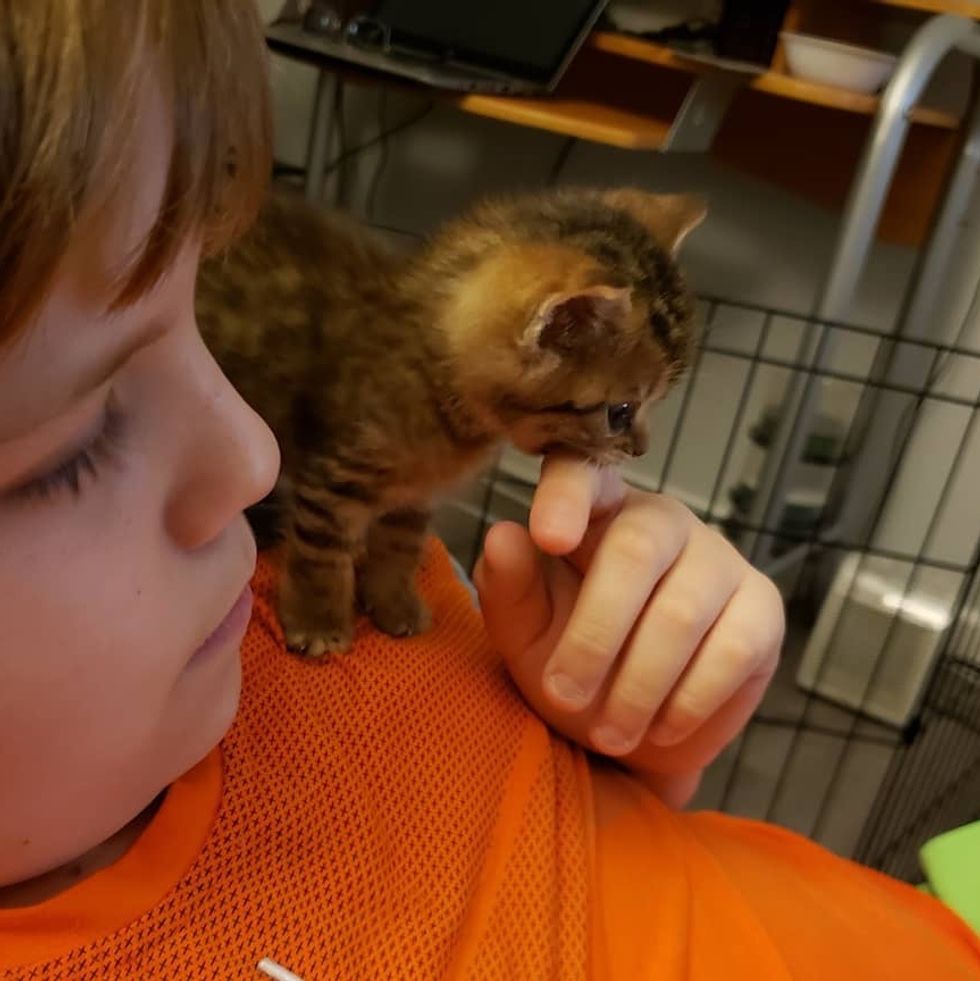 Pint-sized Kitten So Happy to Have Shoulder to Sit on After He Was