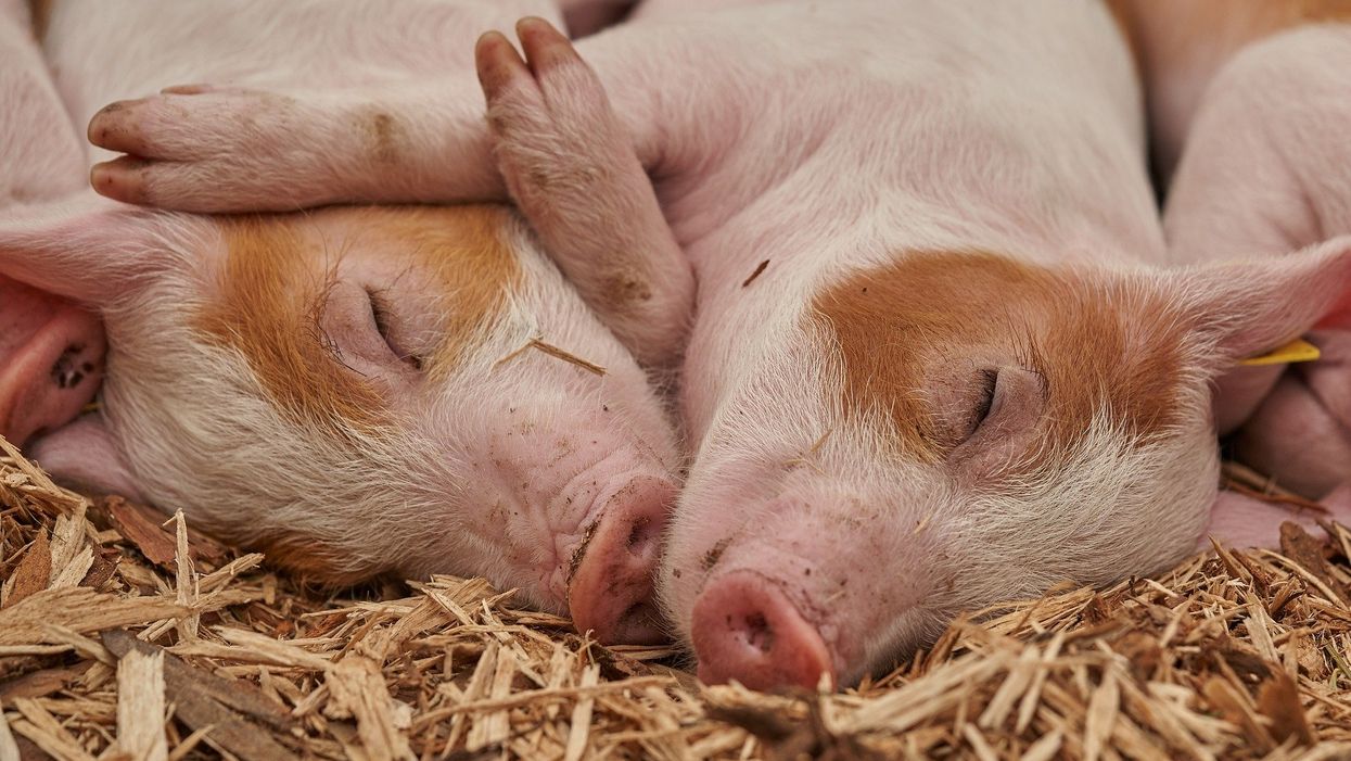 Dream job alert: 'Piggy cuddlers' wanted at this South Carolina animal sanctuary