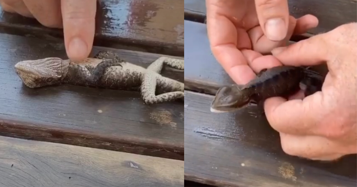 Firefighters Name Lizard 'Lucky' After Saving Its Life Using CPR