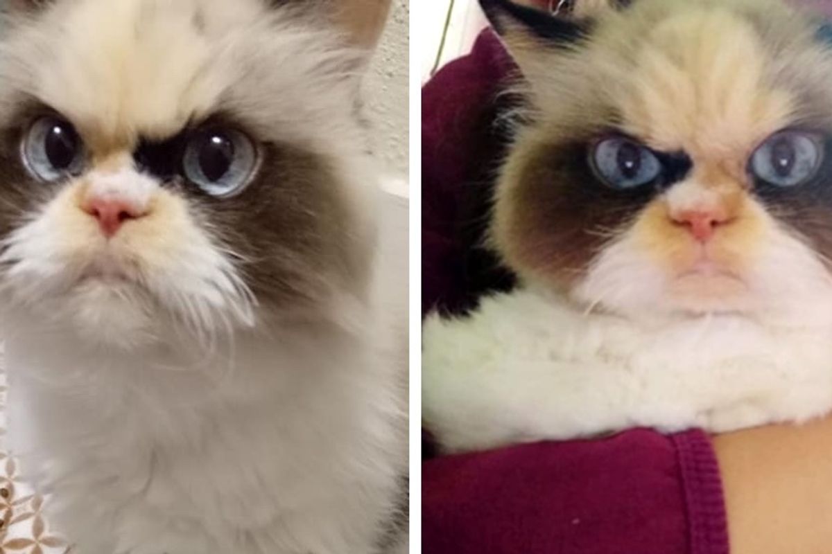 Woman Gave Kitten with Grumpy Face a Home, the Kitty Changed Her Life Forever