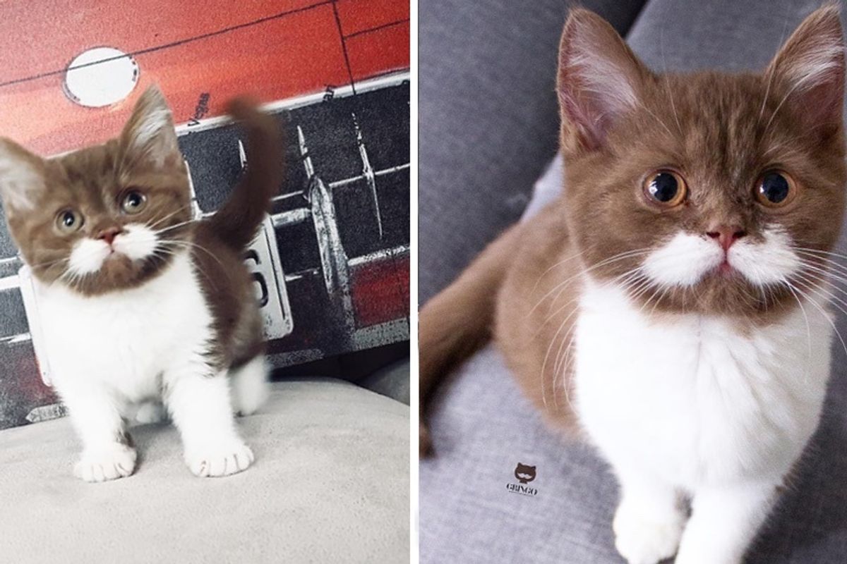 Kitten With Perfect Mustache Hopped into Heart of Family
