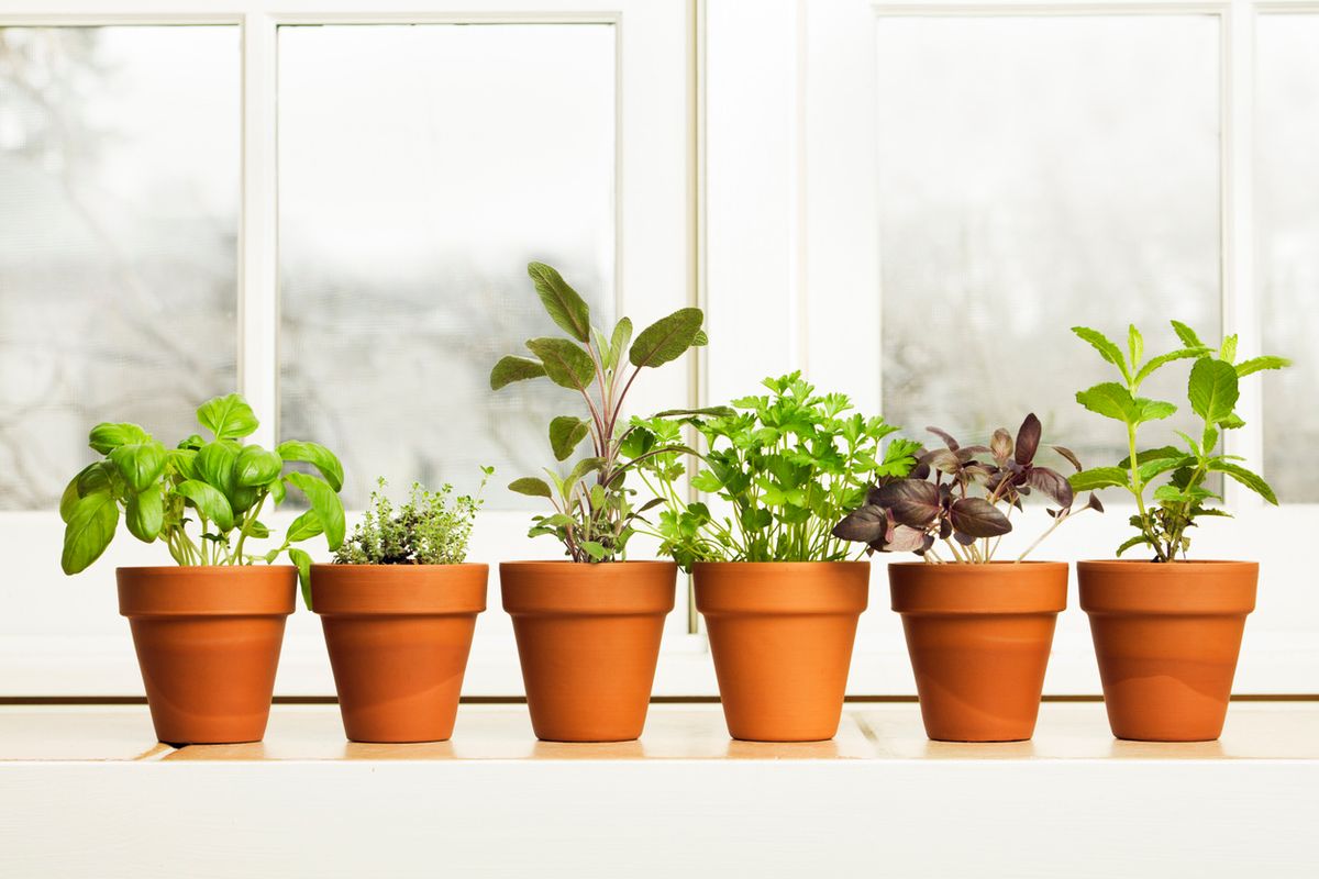 Plants along a window sill