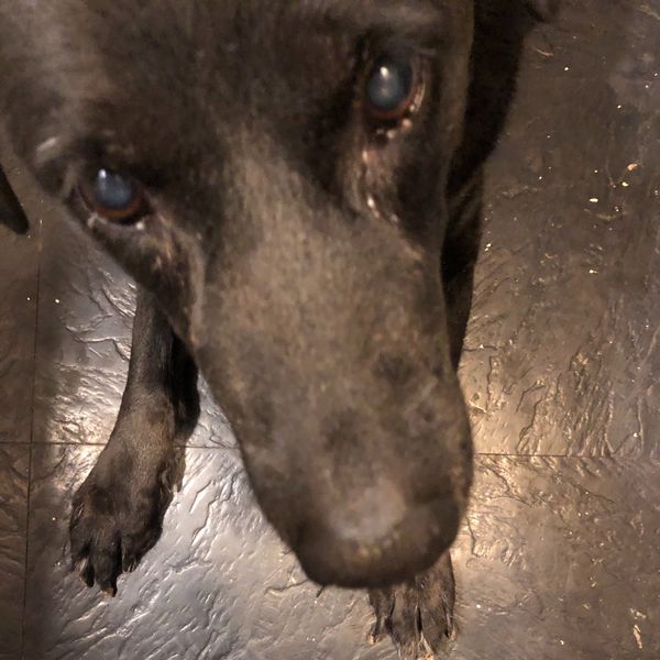 Your Weekly Top Ten Is A 15-YEAR-OLD DOG NOW!