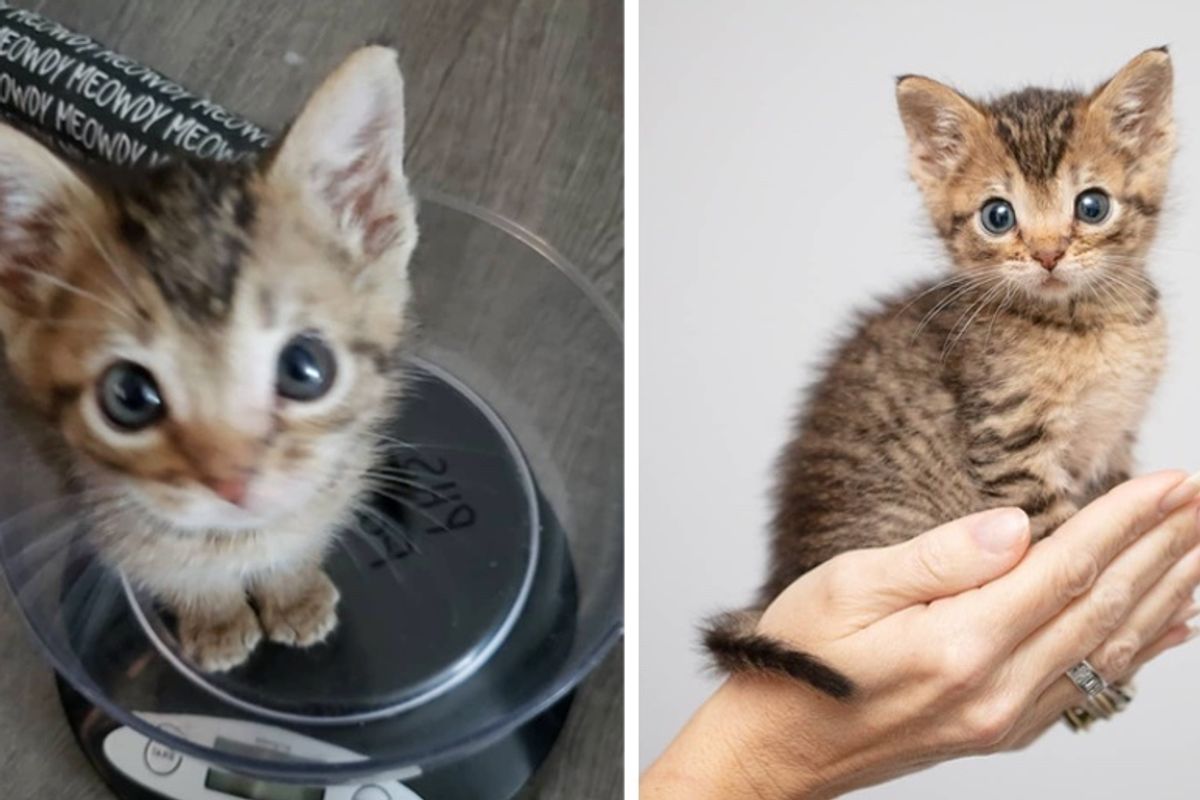 Family Took in Pint-sized Kitten After He Was Found All Alone on the Street