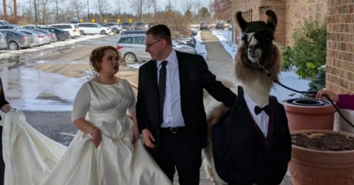Guy Keeps Promise He Made 5 Years Ago To Bring A Llama To His Sister's Wedding, Much To Her Chagrin