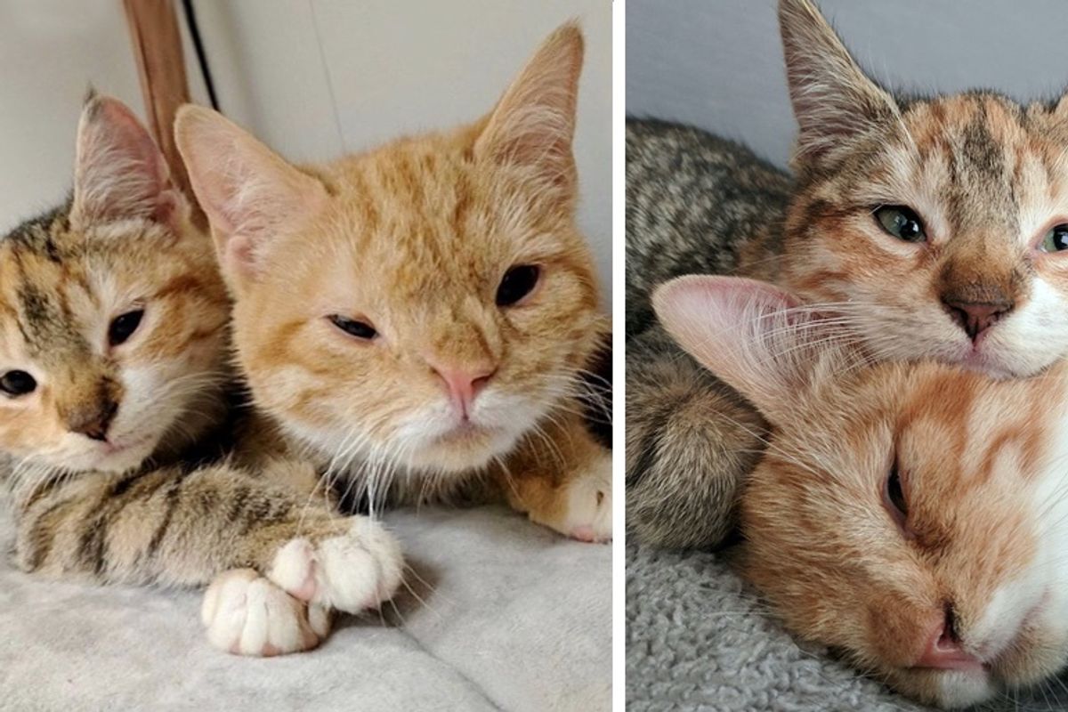 Kitten Guards and Comforts Her Brother After They Were Rescued from the Street