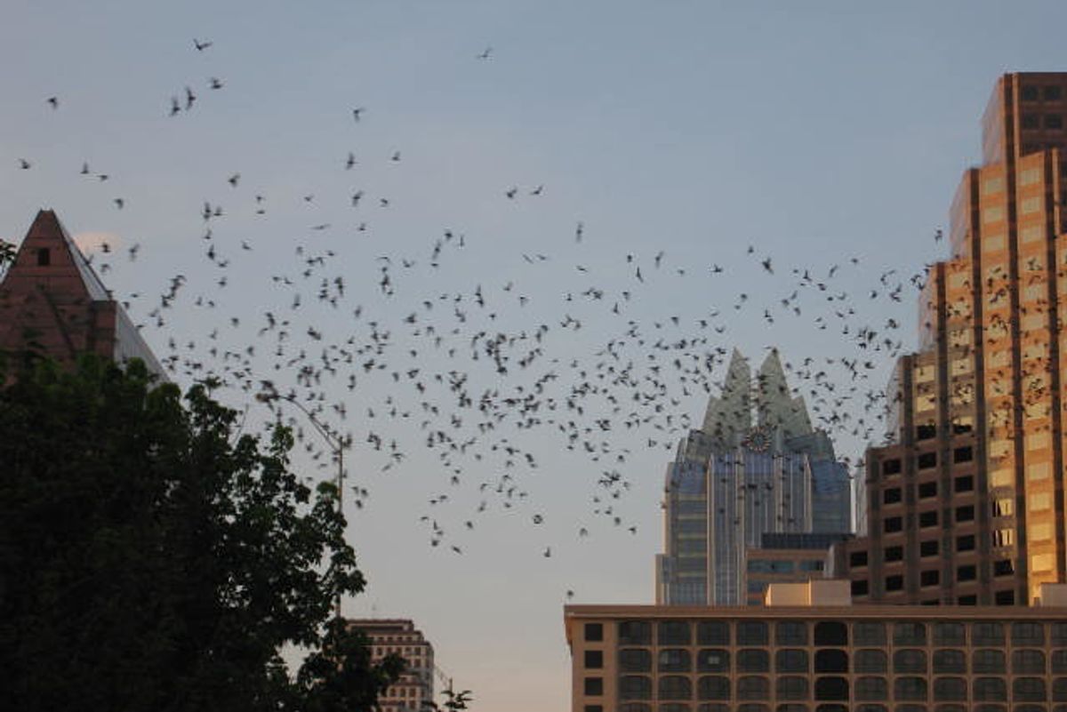 After a week of frigid weather, Austin bats are dying fast