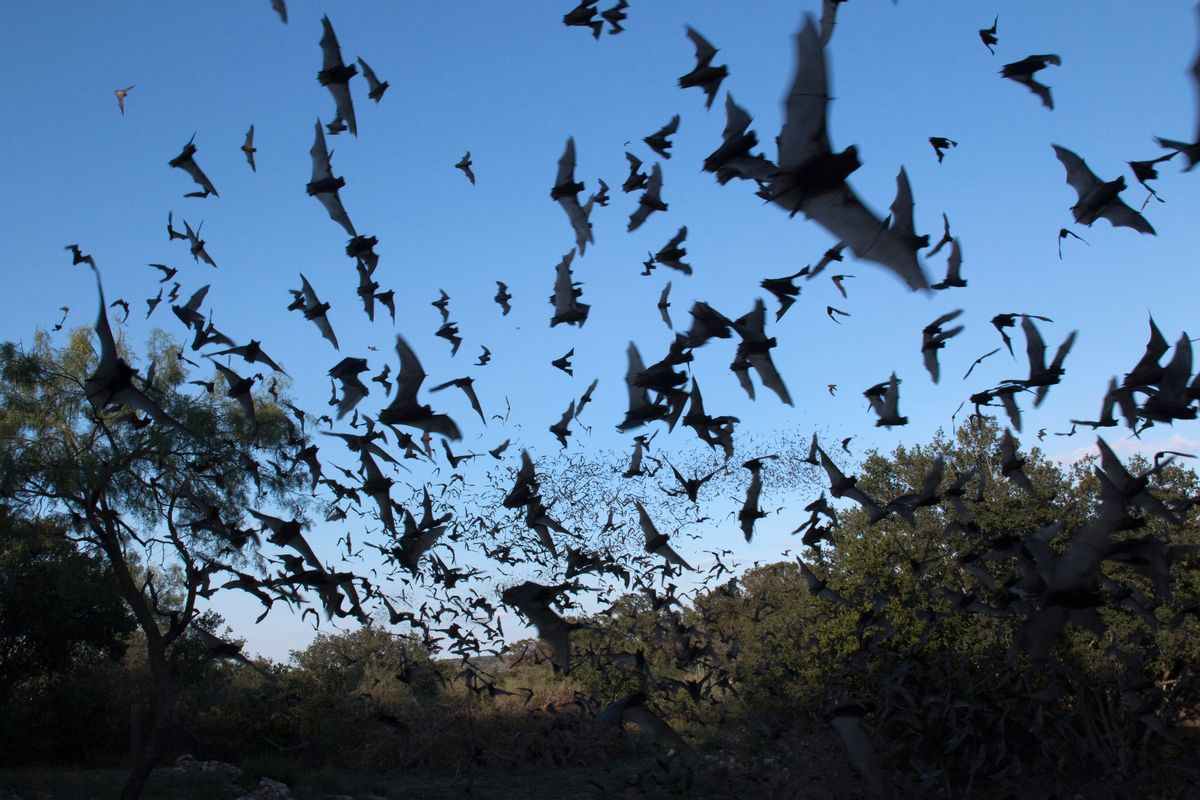 Il volo iperattivo del pipistrello riflette l’autolesionismo occidentale