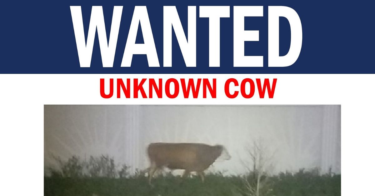 Florida Police Warn That Wanted Cow Who Has Evaded Authorities Since January Is 'Faster Than It Looks'