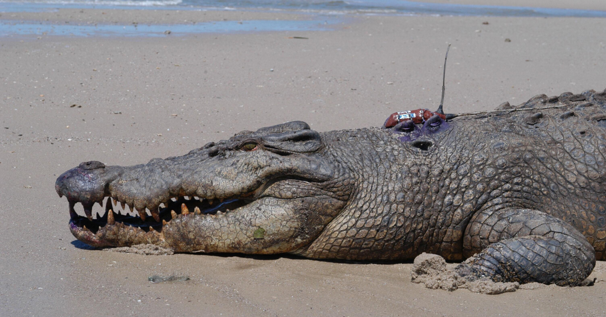 Scientists Believe That Crocodiles Have Survived Mass Extinctions Due To Their Parenting Skills