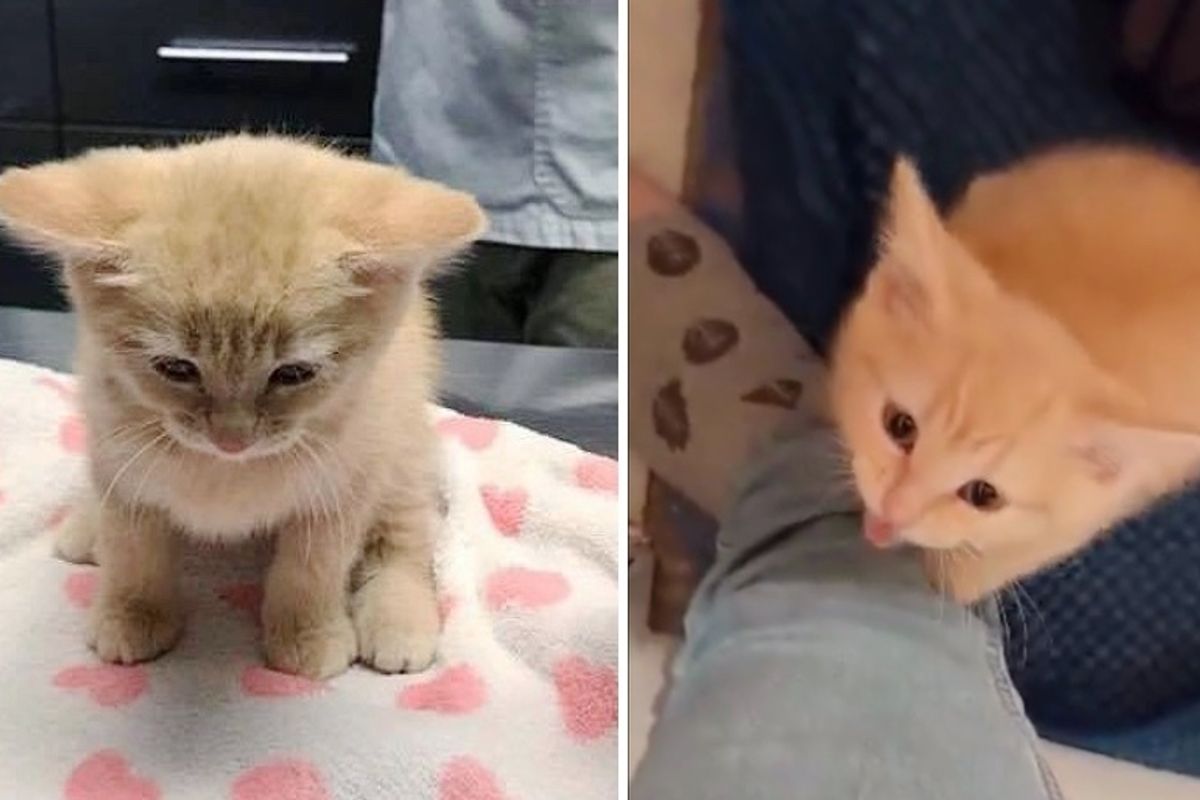 Shy Kitten Asks for Cuddles After She Was Rescued from Uncertain Fate