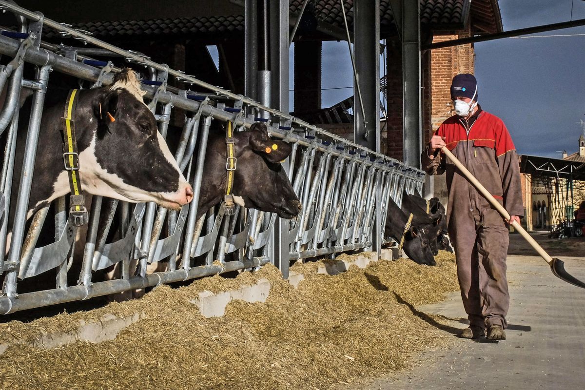 Il grido degli allevatori del Lodigiano: «Troppo latte, basta importazioni»