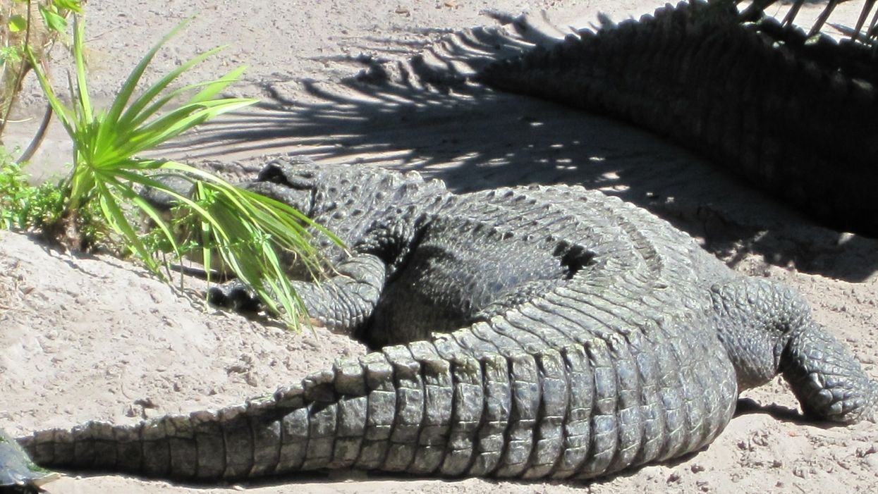 Meet Snaggletooth, a 10-foot bull alligator