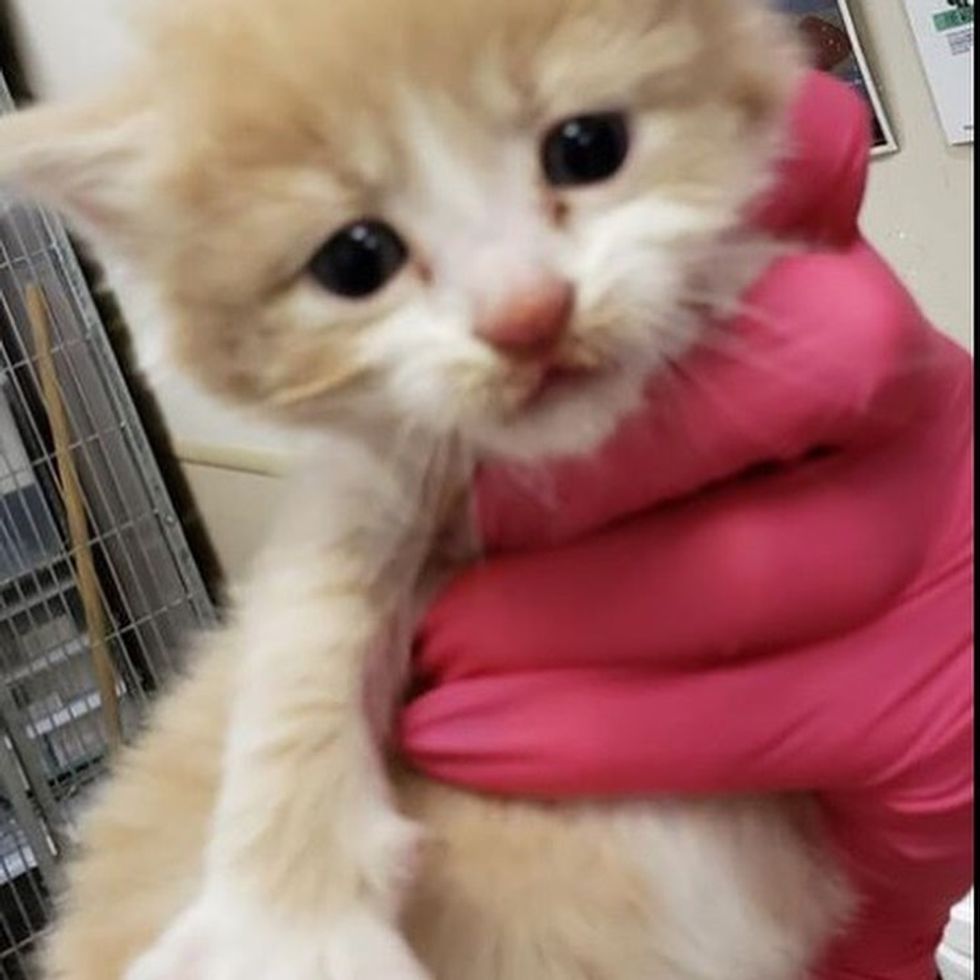 Kitten Became Quarantine Buddy with Woman who Rescued Him Love Meow