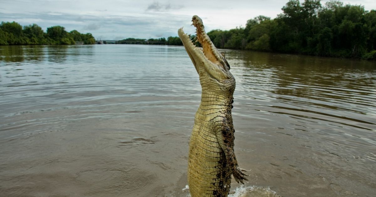 Man Who Violated Lockdown Orders To Go Fishing Reportedly Killed And Eaten By A Crocodile