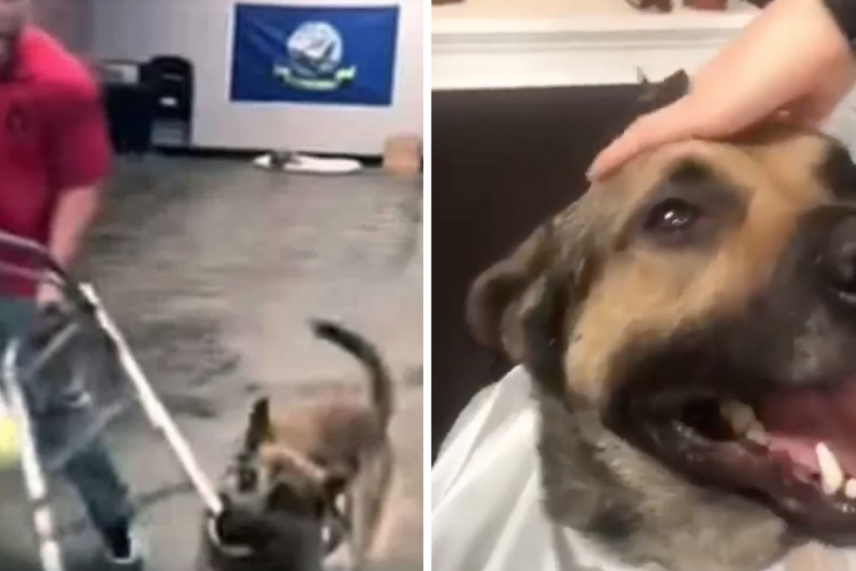 Service dog flunks out of training school in spectacular fashion