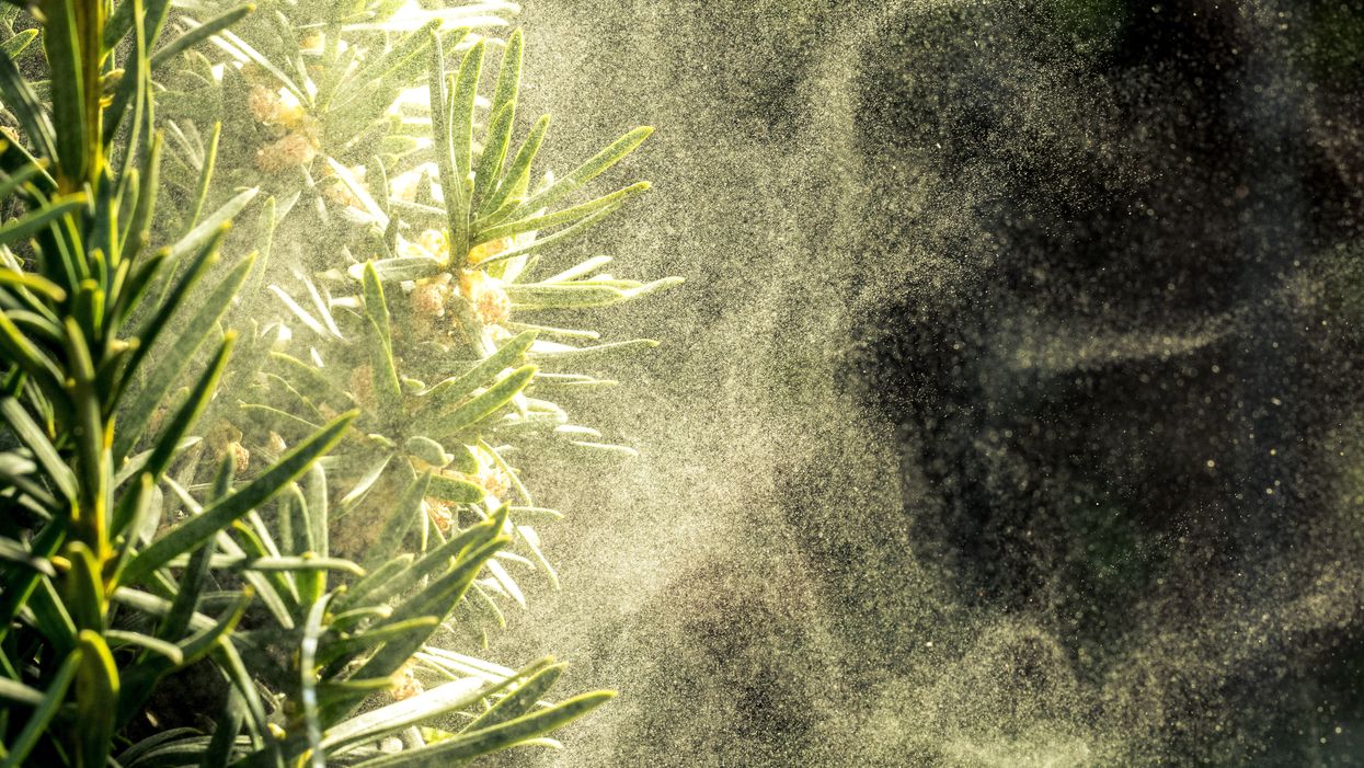 Bad news, y'all: allergy season is going to be worse than usual this year