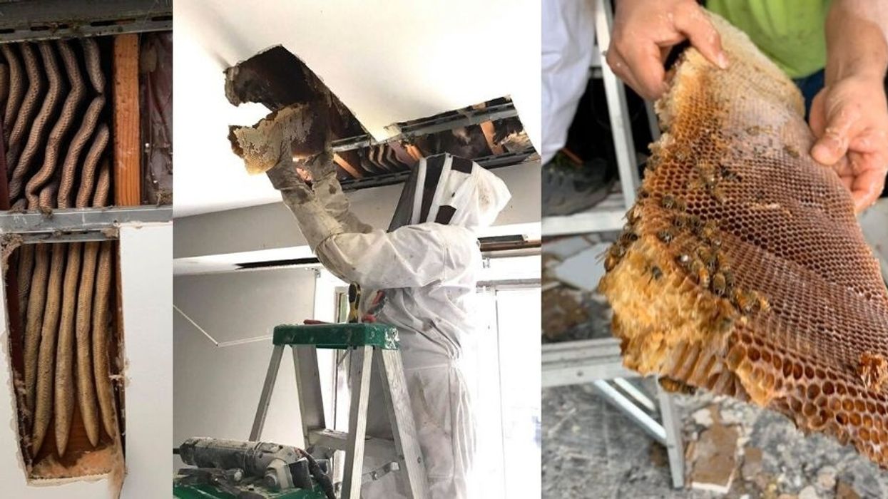 This 8-foot beehive pulled out of a Virginia apartment ceiling is the ultimate bad roommate