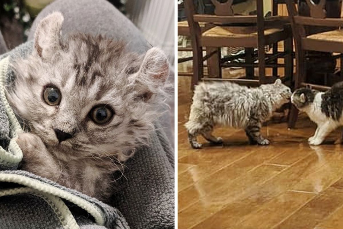 Woman Rescued Kitten Born Tailless and Went Back for His Sister Too