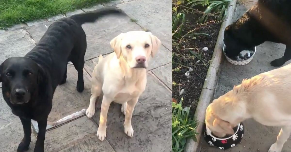 Broadcaster Gives Hilarious Play-By-Play As His Dogs Race To See Who Can Finish Their Food First