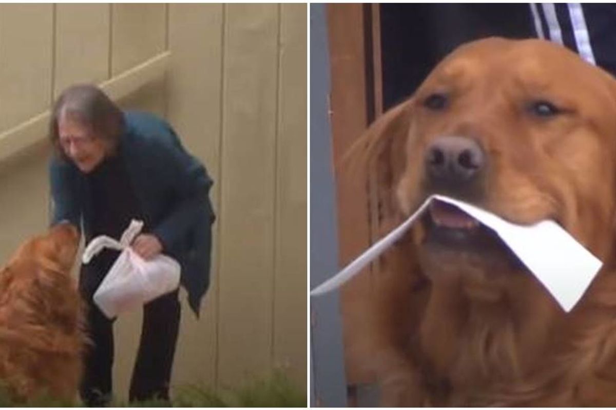 A dog in Colorado is delivering groceries to his elderly neighbor with respiratory problems