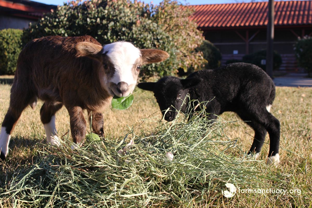Farm Sanctuary