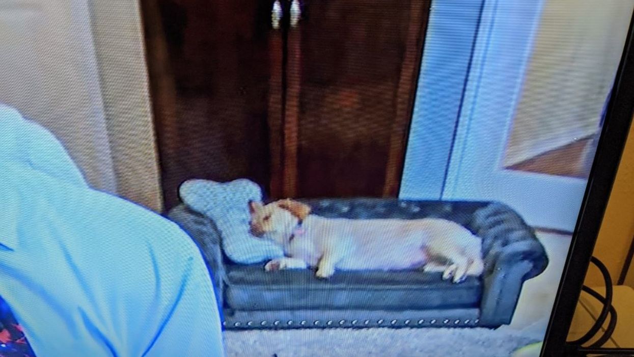 This Texas weatherman's dog, asleep on a tiny couch during a live report, is living his best life