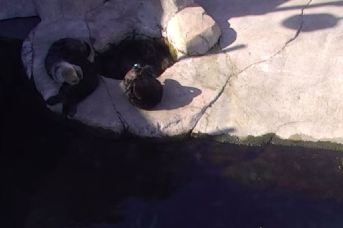 Monterey Bay Aquarium set up a live cam on their otters, so now this is what we're doing all day