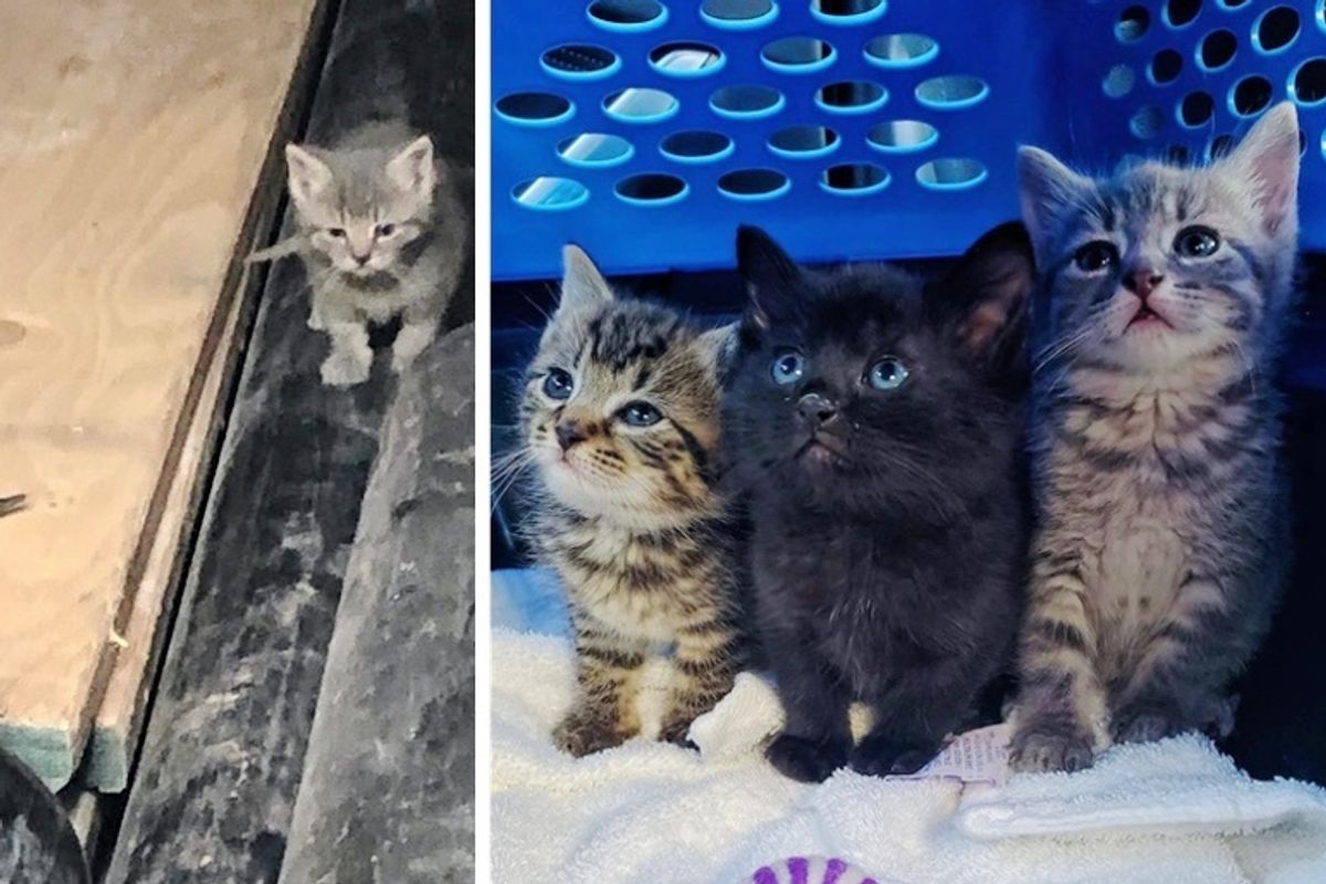 Kittens Found in Plumbing Shop, are Rescued in the Nick of Time