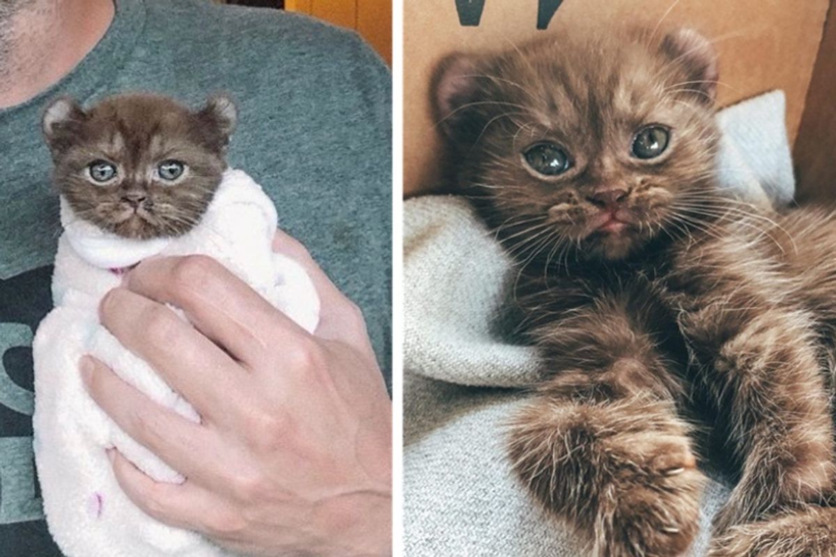 Kitten with Bear Ears and Twisted Legs Cuddles Family that is Kind to Her