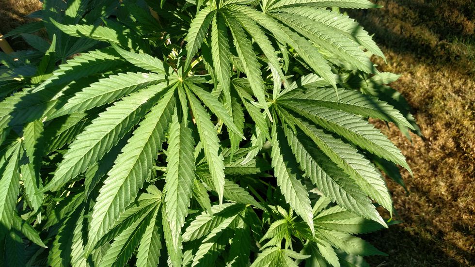 Large broad leaf cannabis plant close up. 