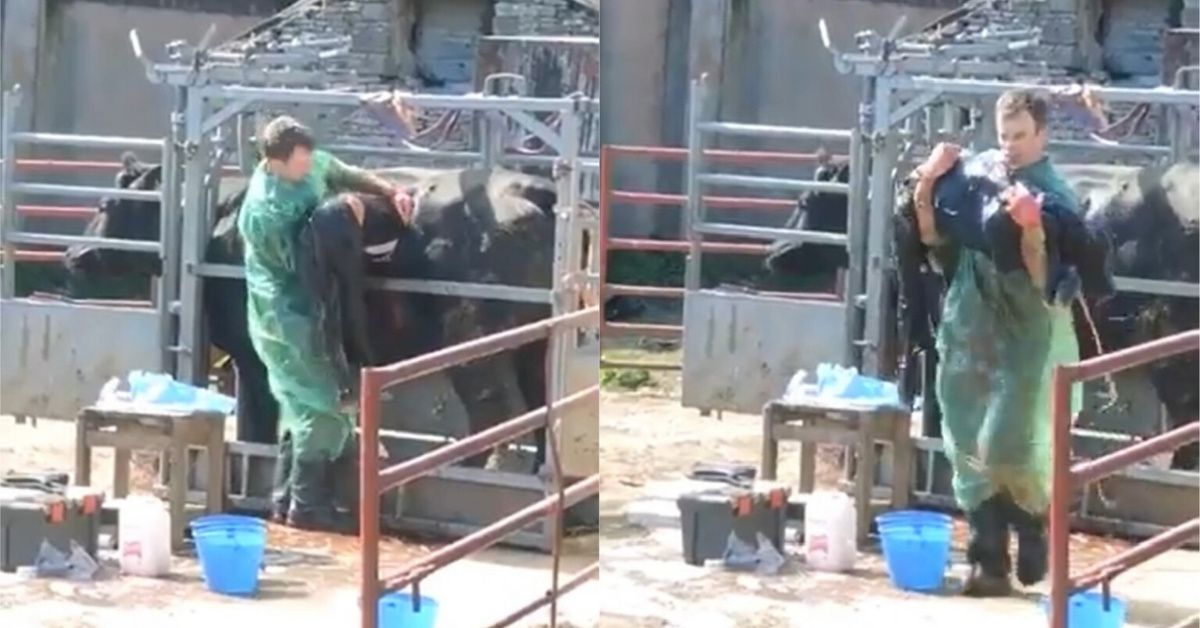 Vet Scores Fans After Video Of Him Single-Handedly Performing C-Section On Cow Goes Viral