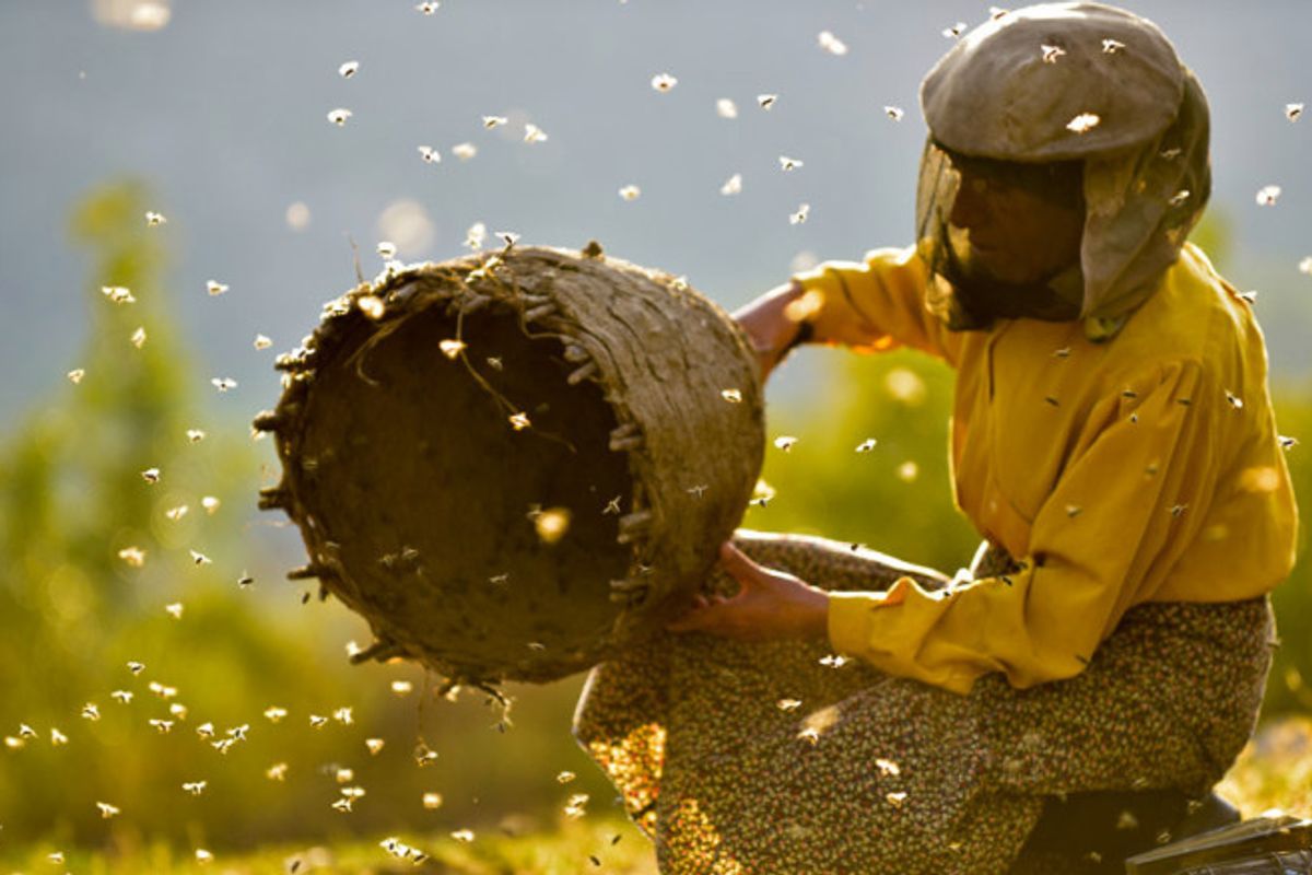 Honeyland Movie