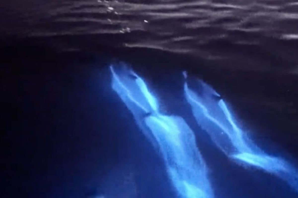 Glowing dolphins off the coast of California this week are almost too magical to believe