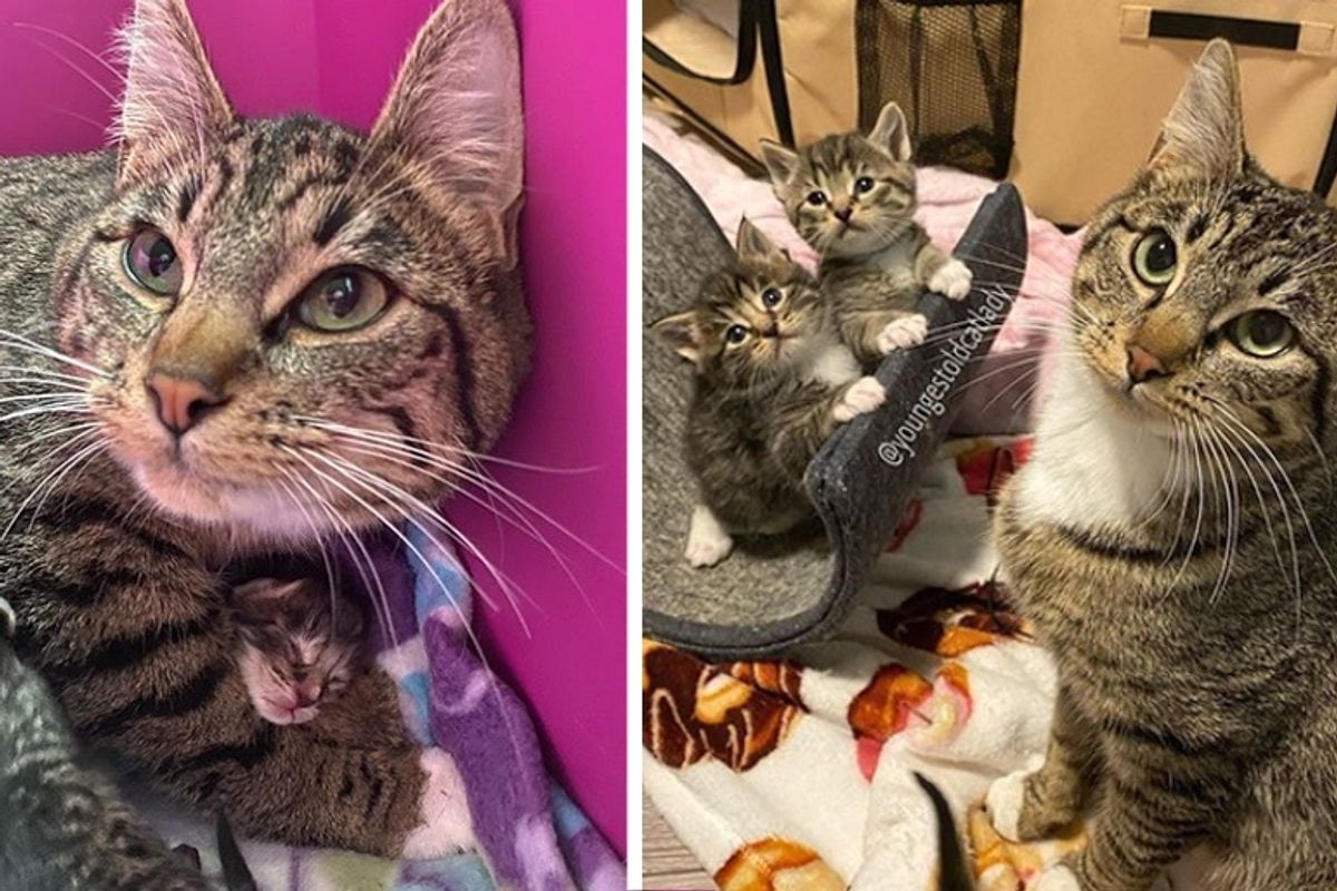 Stray Cat Walks into Apartment to Have Kittens and Gets Help Just in Time