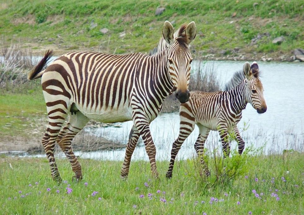 A mother and child zebra on a grassy area in front of a water source walking to the right, the mother is looking towards the camera