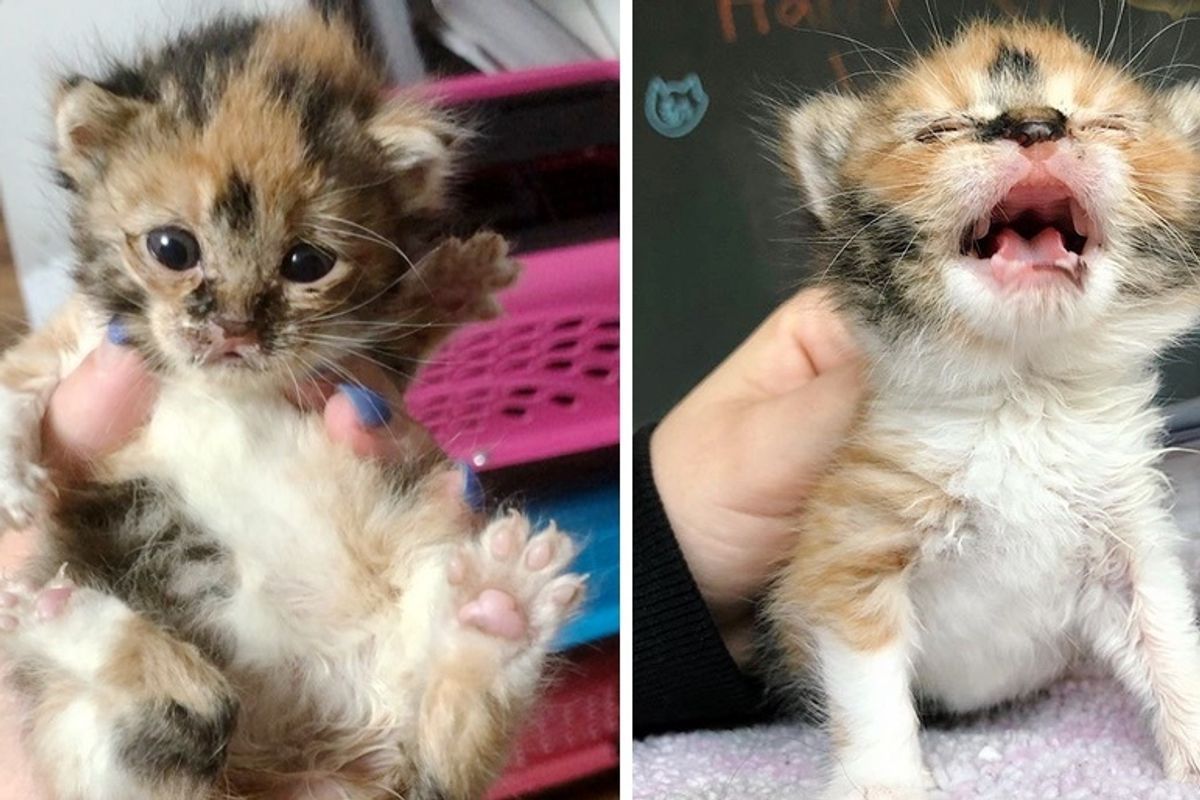Kitten Gets Back on Her Paws After She was Found Outside Alone