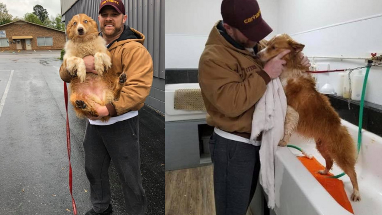 Tennessee family reunited with pet dog that saved their lives during March tornado