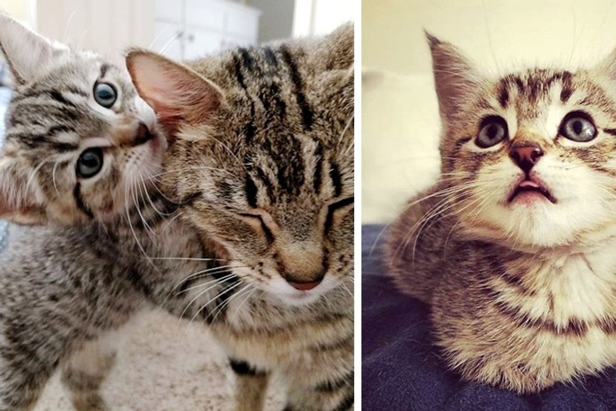 Family Comes to Adopt a Kitten but Can’t Leave Her Cat Mom Behind