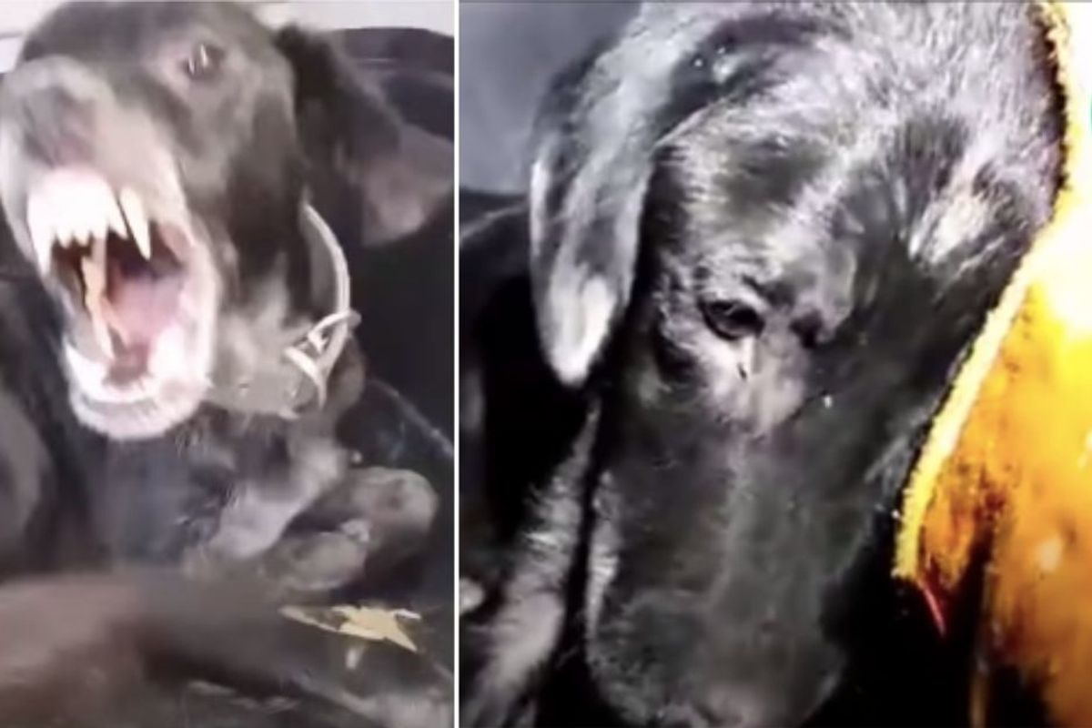 An abused, aggressive dog melts into his rescuer's hands, and it's almost too much to take