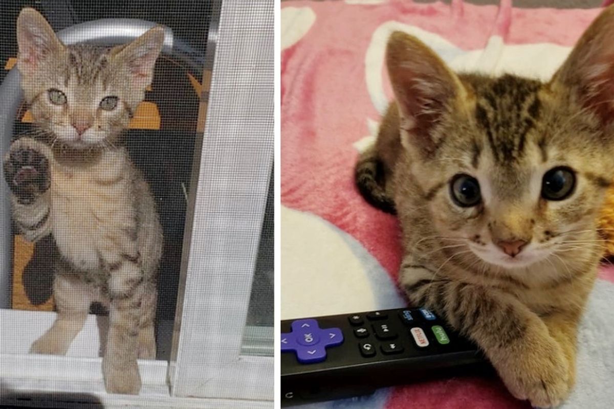 Kitten Blossoms into Quite the Character After He Was Rescued from the Street